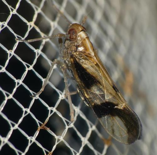 Euides speciosa